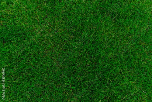 Green grass background top view