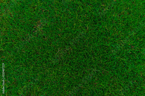 Green grass background top view