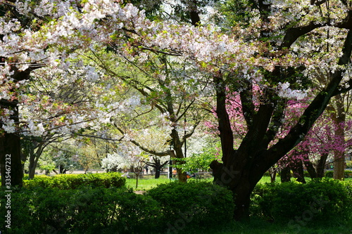 色とりどりの春の公園の風景
