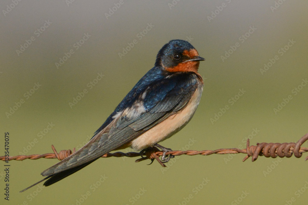 Fototapeta premium golondrina posada en alambre