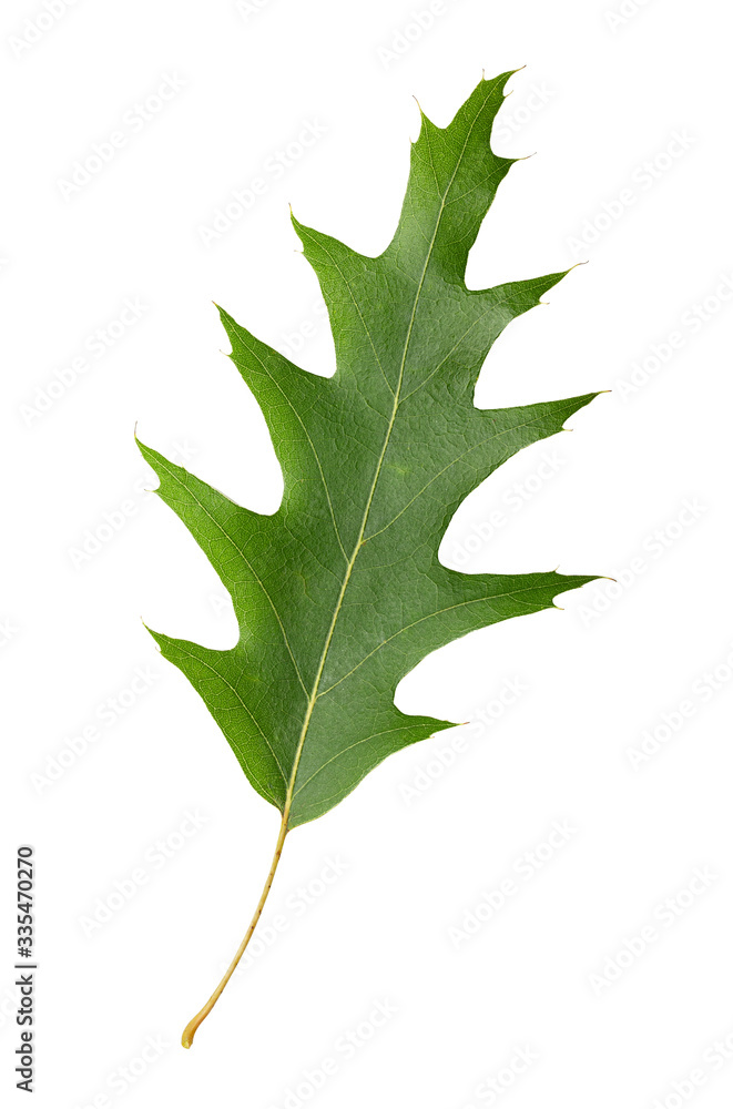 Fototapeta premium Oak leaf isolated on white background