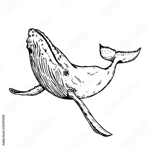 hand drawn sketch of a humback whale