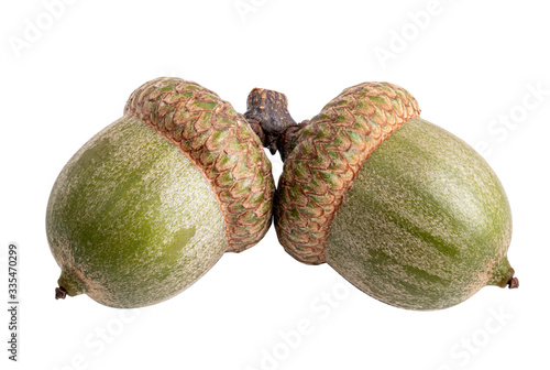 Two acorns isolated on white background