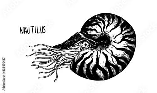 vector illustration of a nautilus seashell