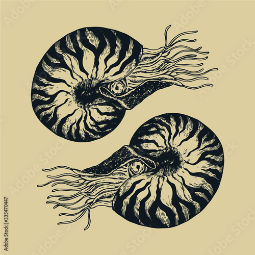 illustration of a nautilus Shell 