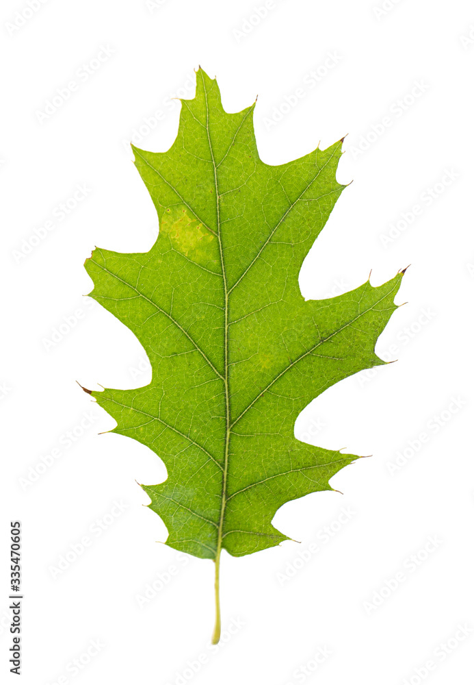 Fototapeta premium Oak leaf isolated on white background