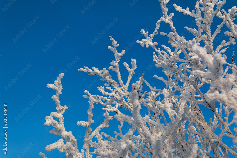 Tree branches covered with frost and snow against the blue sky. Clean and frosty freshness. Tree branches covered with frost and snow against the blue sky. Clean and frosty freshness.