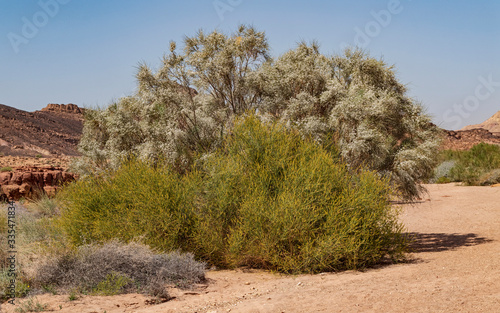 rotem white broom Retama raetam and yellow taily weed Ochradenus baccatus shrubs in full bloom in nahal ramon in the bottom of the makhtesh ramon crater in israel