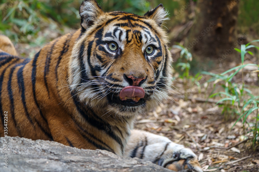 Fototapeta premium zoo