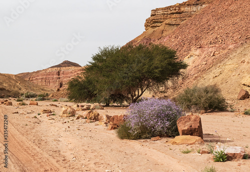zilla sponosa blooming in an oasis in the wadi ardon stream bed in the makhtesh ramon crater in israel with acacia tree and geological dike in the background