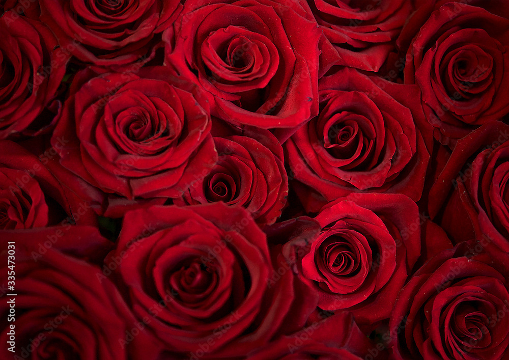 Backround. Bouquet of beautiful red roses Backround. Bouquet of beautiful red roses