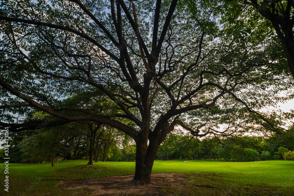 Green lawn with tree sunset in park Green lawn with tree sunset in park