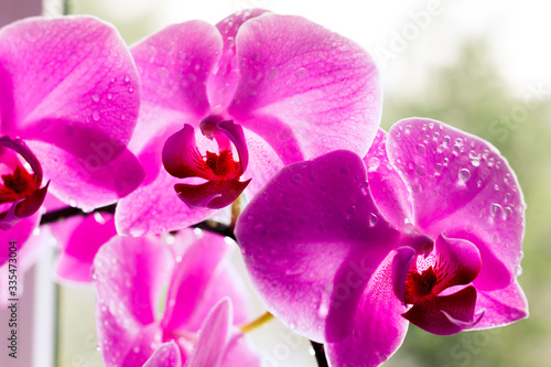 Beautiful pink orchids on a delicate background. Purple-pink Phalaenopsis Orchid with water droplets on the petals  close-up.