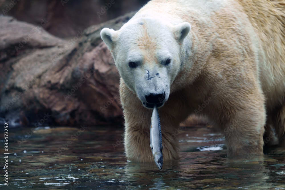 Fototapeta premium zoo