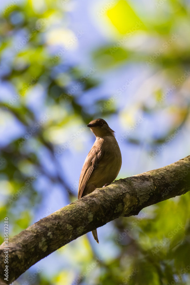 view of a beautiful bird in nature view of a beautiful bird in nature