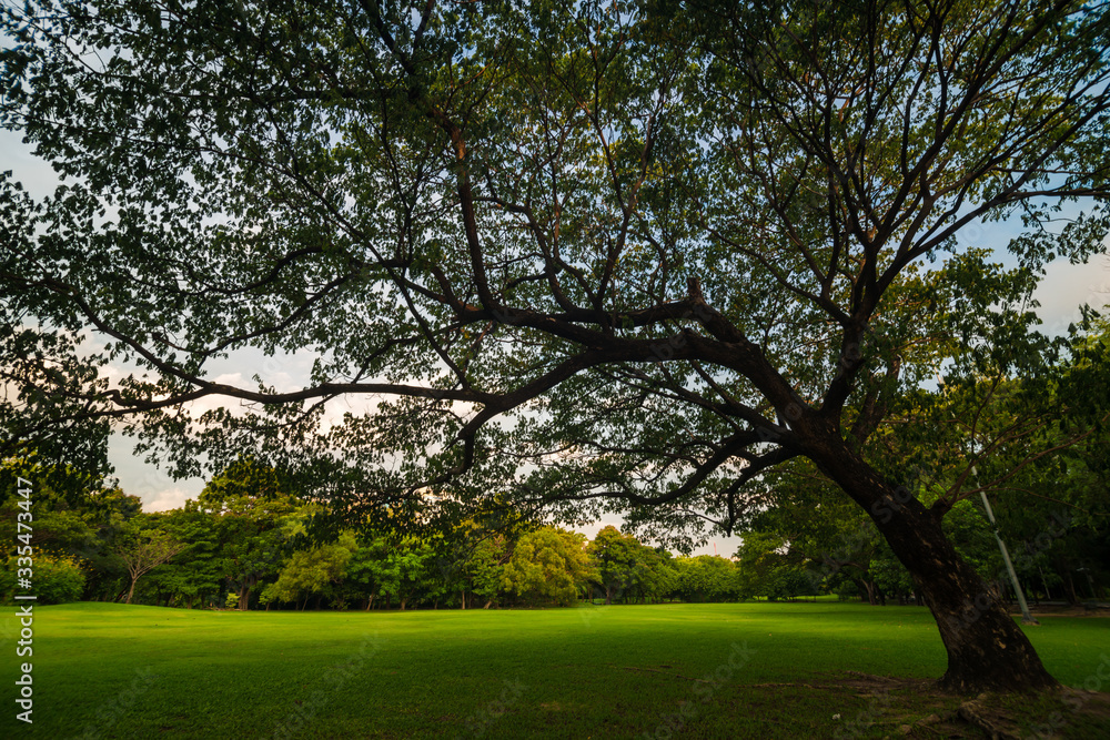 Obraz premium Green lawn with tree sunset in park