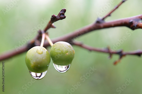 Unrepentant cherry with dew drops on a blurry green backround photo