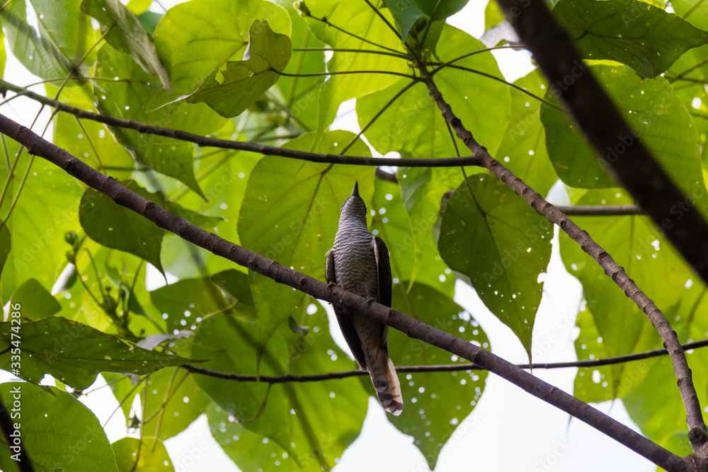 view of a beautiful bird in nature view of a beautiful bird in nature