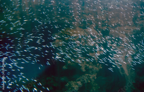Wallpaper Mural Underwater life in Eilat Aquarium, Israel Torontodigital.ca