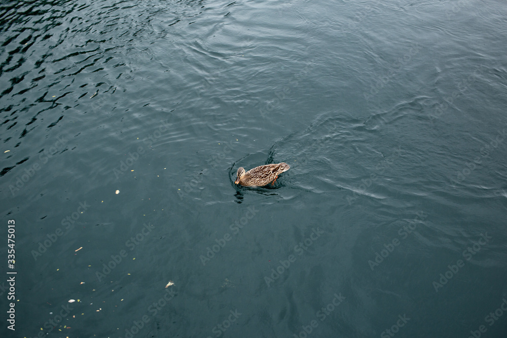 Single duck paddling on a Lake Taupo Single duck paddling on a Lake Taupo