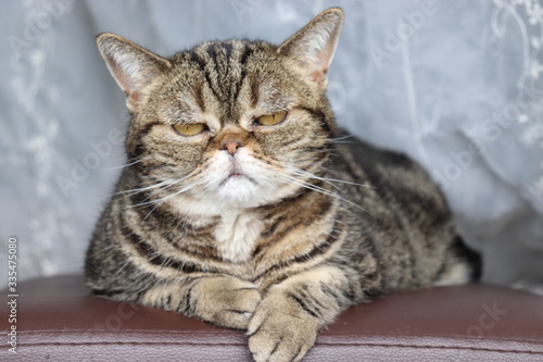 気怠そうな猫アメリカンショートヘア photo