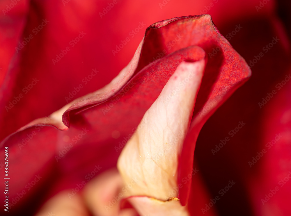 Beautiful rose flower as an abstract background