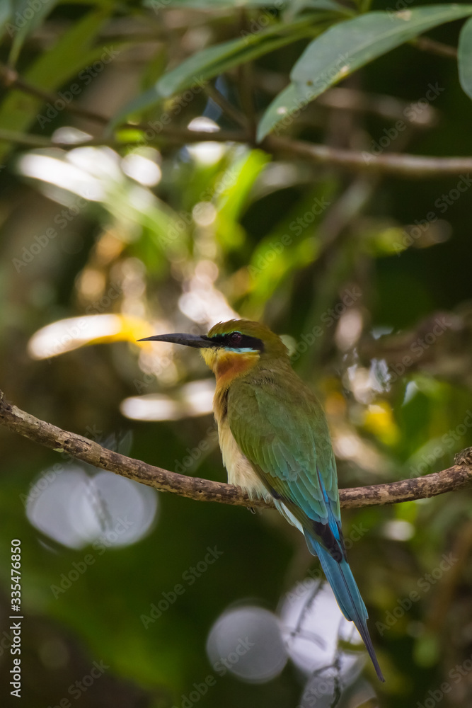 Fototapeta premium view of a beautiful bird in nature