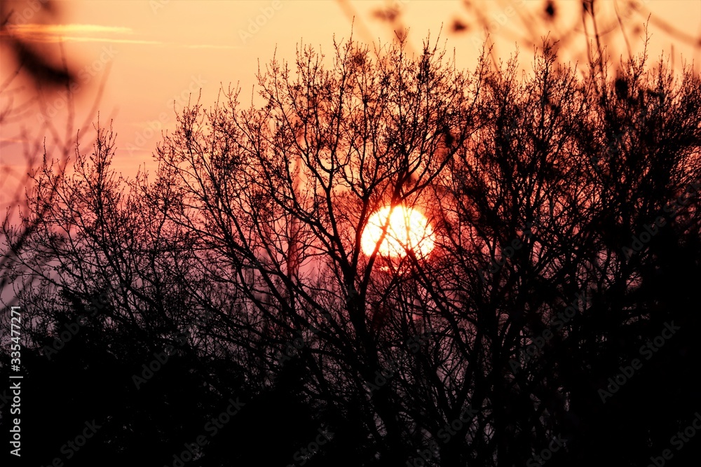 Sonnenuntergang hinter Baum