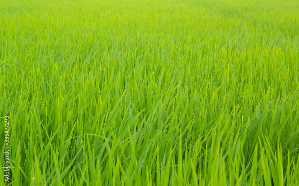 rice field in thailand