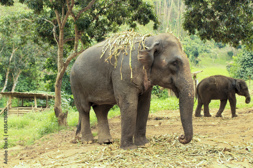 Fototapeta premium Asian elephants standing in a forest.