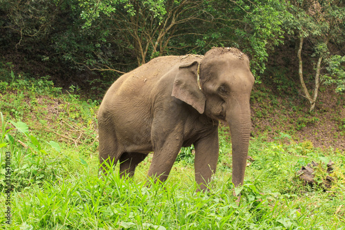 asian elephant standing in a fruit orcherd