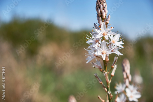 Flowers and bud of White asphodel or Asphodelus albus photo