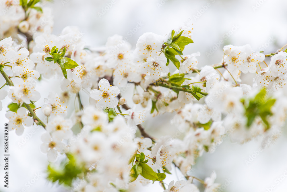 white spring flowers on a tree branch