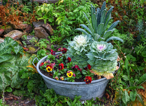Beautiful metal shabby chic plant container planted with colorful and textured plants such as cabbage  sitting in an english Cottage garden