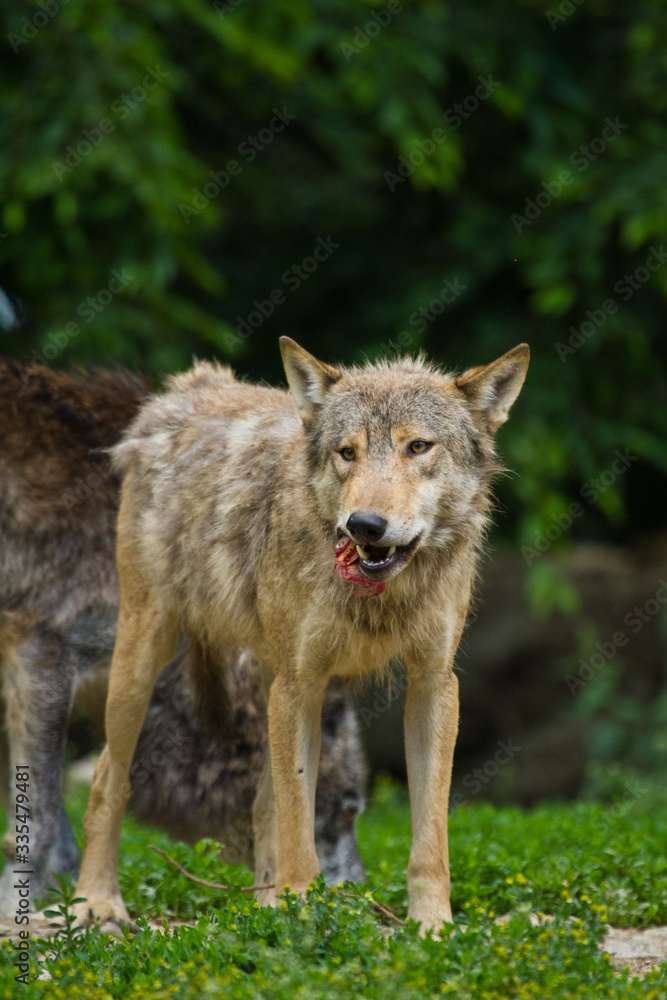 Timberwolf oder Amerikanischer Grauwolf (Canis lupus lycaon)