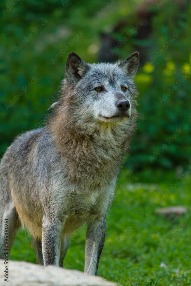 Timberwolf oder Amerikanischer Grauwolf (Canis lupus lycaon) Timberwolf oder Amerikanischer Grauwolf (Canis lupus lycaon)