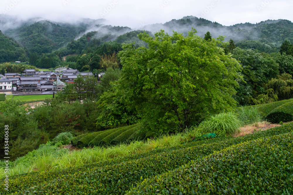 早朝の靄と緑の茶畑と大きな樹木
