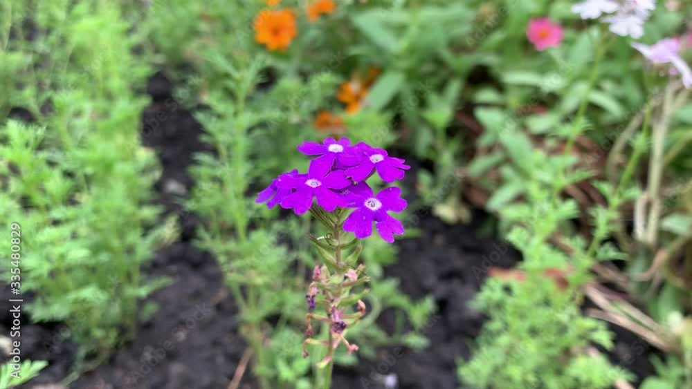 Beautiful Flower Closeup Shot in Garden.
