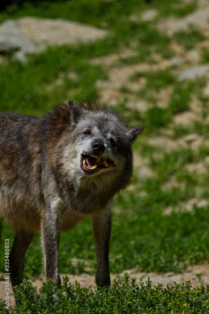 Obraz premium Timberwolf oder Amerikanischer Grauwolf (Canis lupus lycaon)