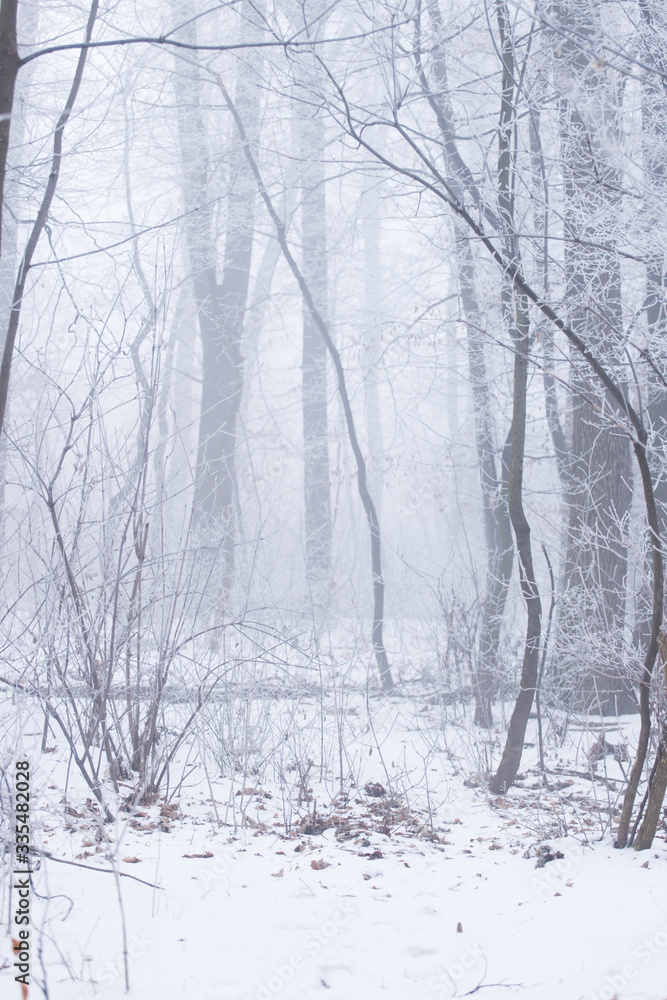 a small layer of snow in the forest