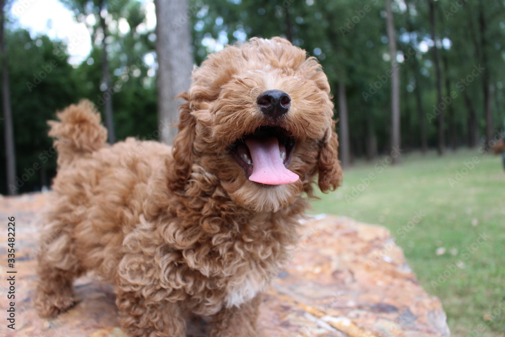 smiling dog