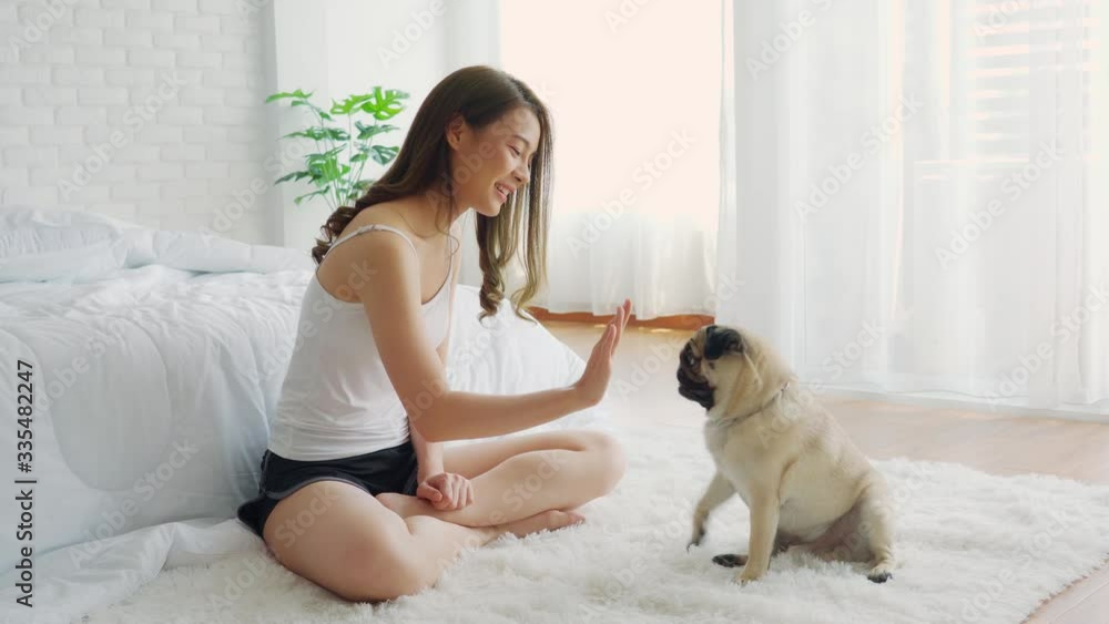 Cute dog Pug giving paw high five owner with love feeling so happiness and comfortable,Relax with dog in holidays,Selective focus Cute dog Pug giving paw high five owner with love feeling so happiness and comfortable,Relax with dog in holidays,Selective focus