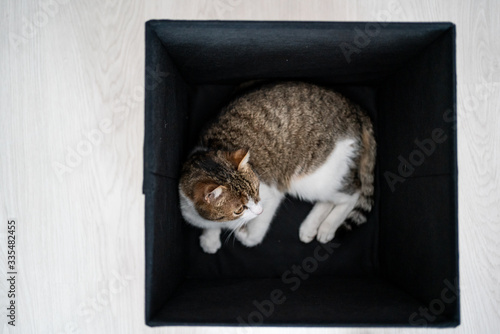 lazy cat relaxing in a box