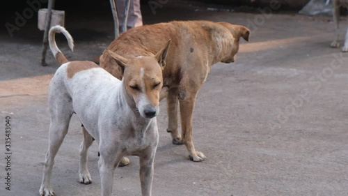 Indian breed stray dogs are enjoying themselves and roaming in the street of kolkata in a winter morning. Indian street animal