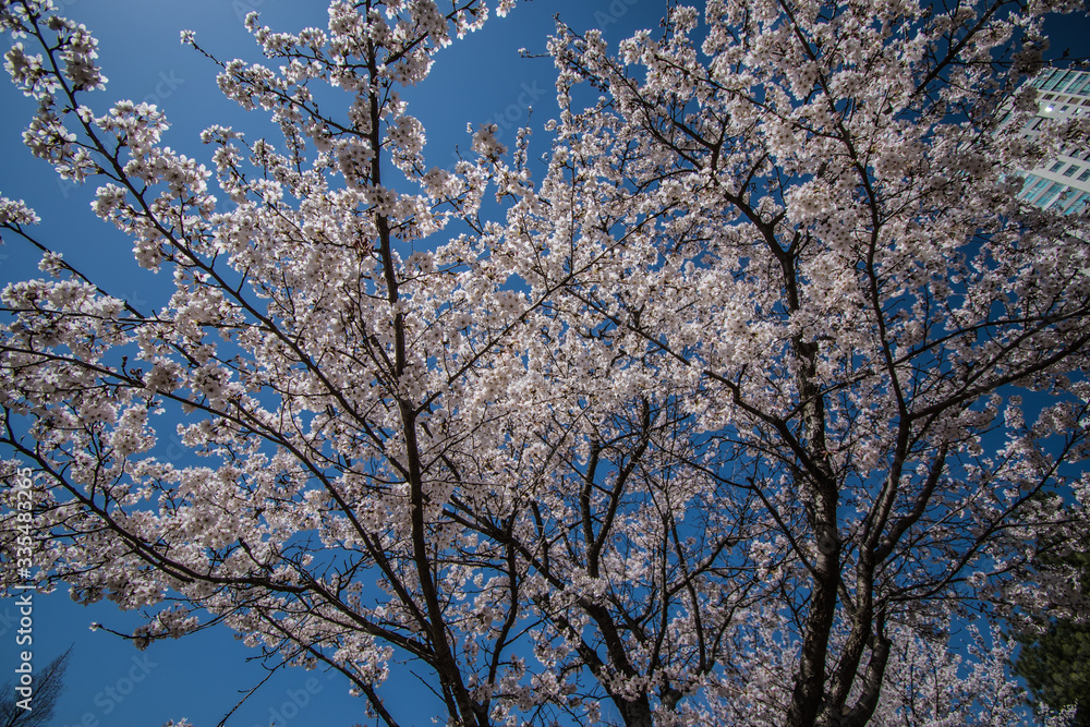 cherryblossoms of early spring season cherryblossoms of early spring season