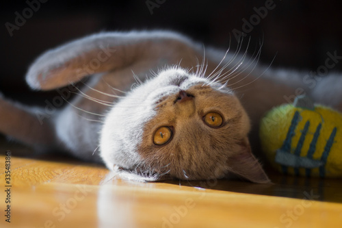 British kitten playing with a toy on the floor