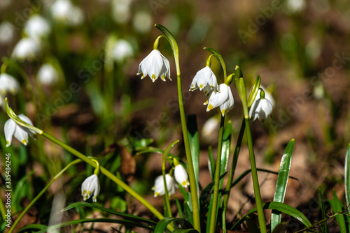 Early spring snowdrops (Galanthus nivalis), selective focus and diffused background