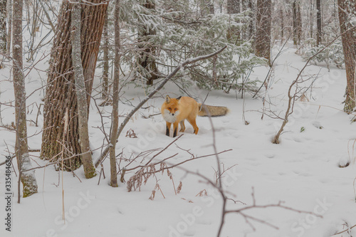 fox in forest
