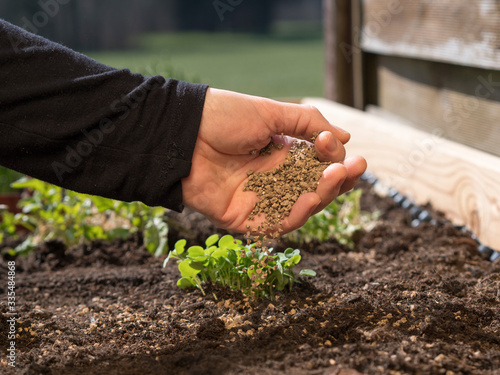 Canvas Print fertilizing your vegetable seedlings in raised garden bed