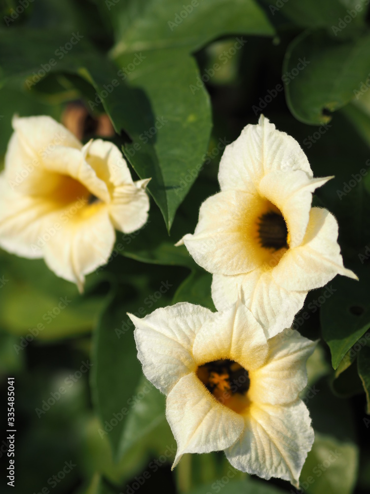 Momorodica cochinchinensis yellow flower blooming in garden on blurred of nature background Momorodica cochinchinensis yellow flower blooming in garden on blurred of nature background